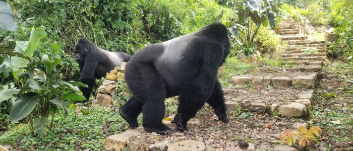 silverbacks at guesthouse